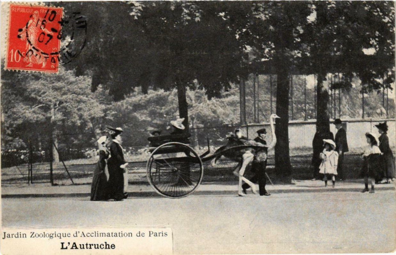 Carte postale ancienne Jardin Zoologique d'Acclimatation de Paris - L'Autruche à Neuilly-sur-Seine