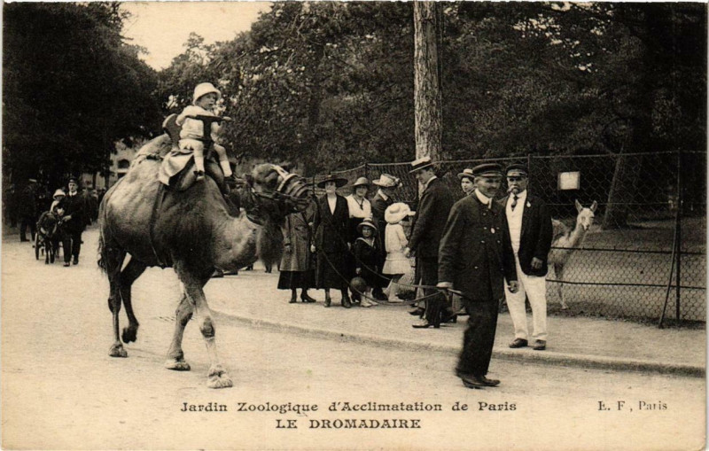 Carte postale ancienne Zoologique d'Acclimatation de Paris - Le Dromadaire à Neuilly-sur-Seine