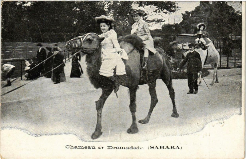 Carte postale ancienne Jardin d'Acclimatation - Chameau et Dromadaire à Paris