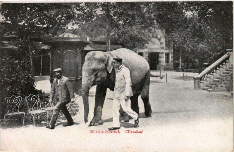 Carte postale ancienne Jardin Zoologique d'Acclimatation de Paris - Eléphant de l'Inde à Paris 16e