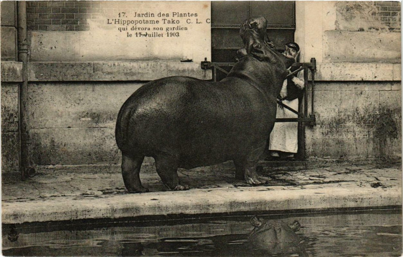 Carte postale ancienne Paris 5e Jardin des Plantes L'Hippopotame Tako à Paris 5e