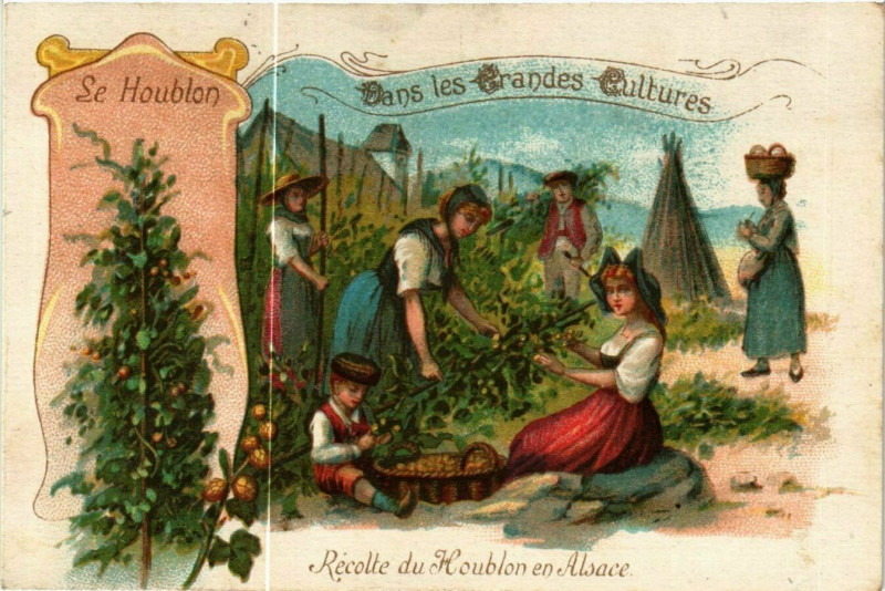 Carte postale ancienne Recolte du Koublon en Alsace