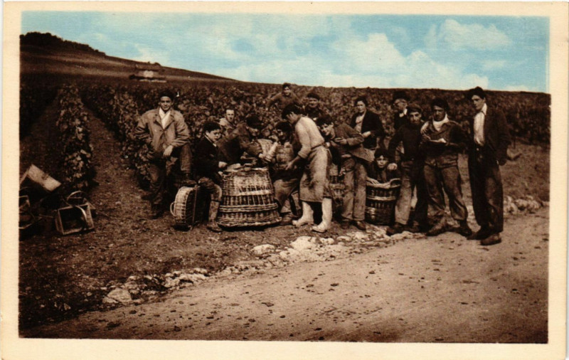 Carte postale ancienne Ay - Vendanges