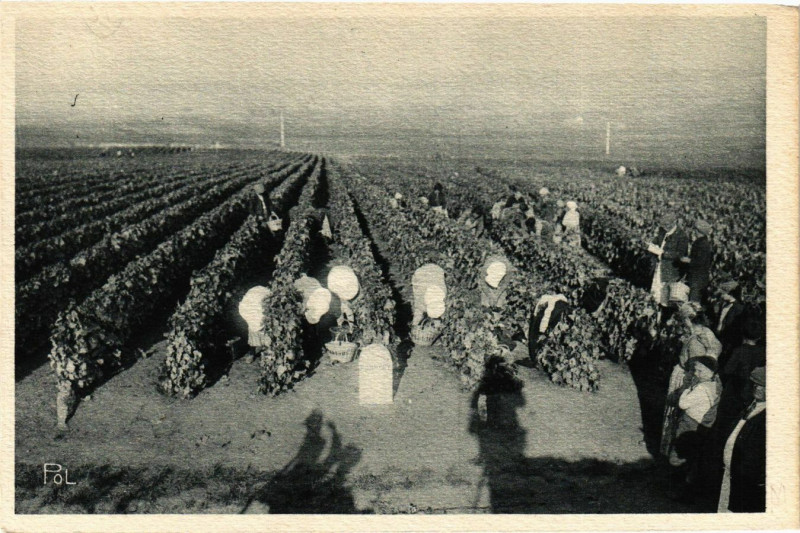 Carte postale ancienne Vendanges Vue montrant la disposition des vignes dans vignoble