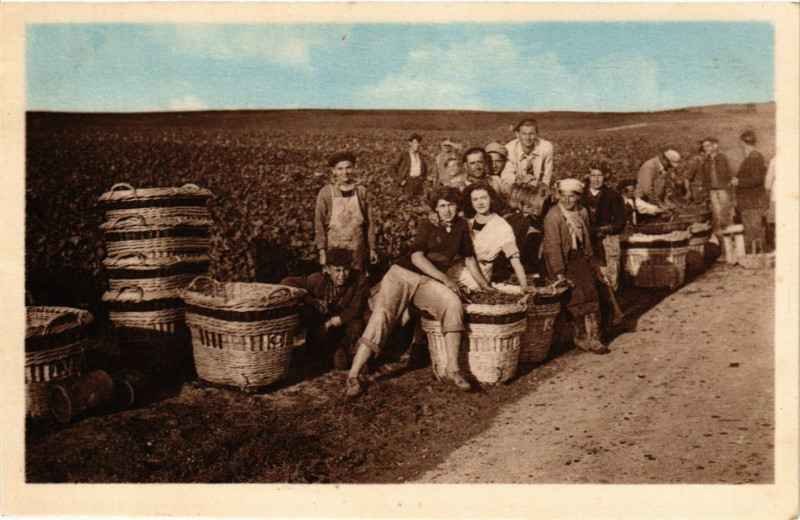 Carte postale ancienne Ay - Vendanges