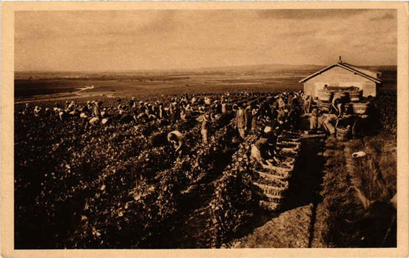 Carte postale ancienne Champagne Louis Roederer La Cusillette du Raisin Gathering of