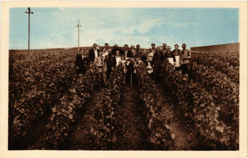 Carte postale ancienne Ay - Vendanges