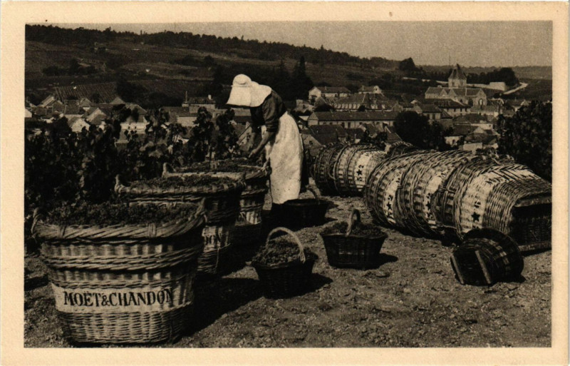 Carte postale ancienne Scene de vendange - Le Mesnil-sur-Oger au Mesnil-sur-Oger