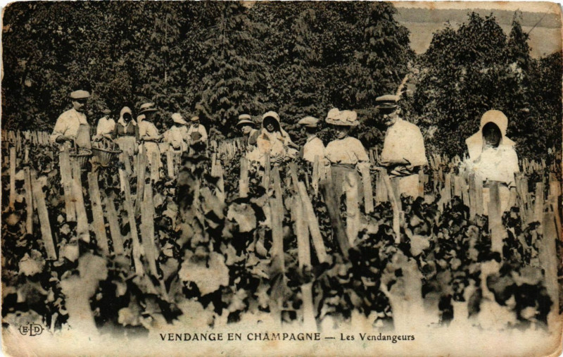 Carte postale ancienne Vendange en Champagne - Les Vendangeurs