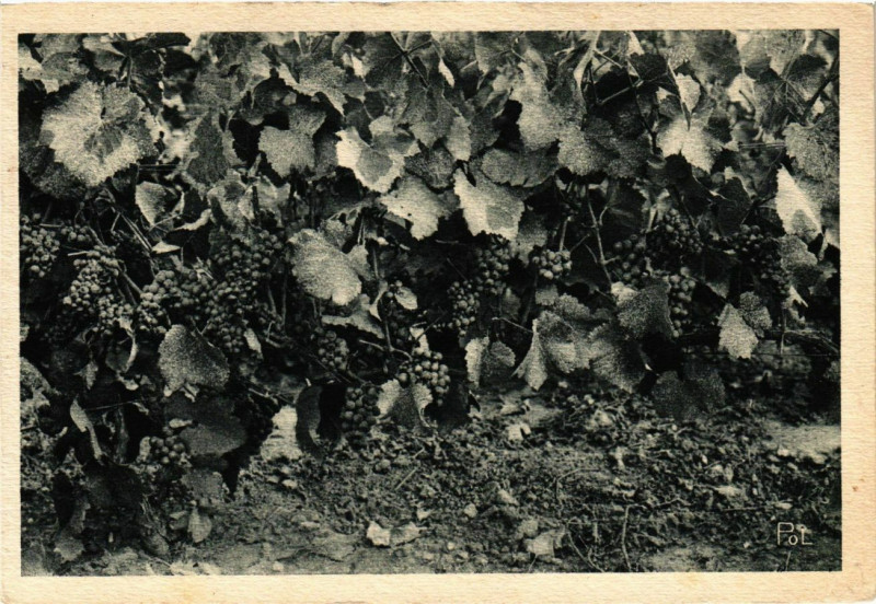 Carte postale ancienne Un pied de vigne couvert de raisins