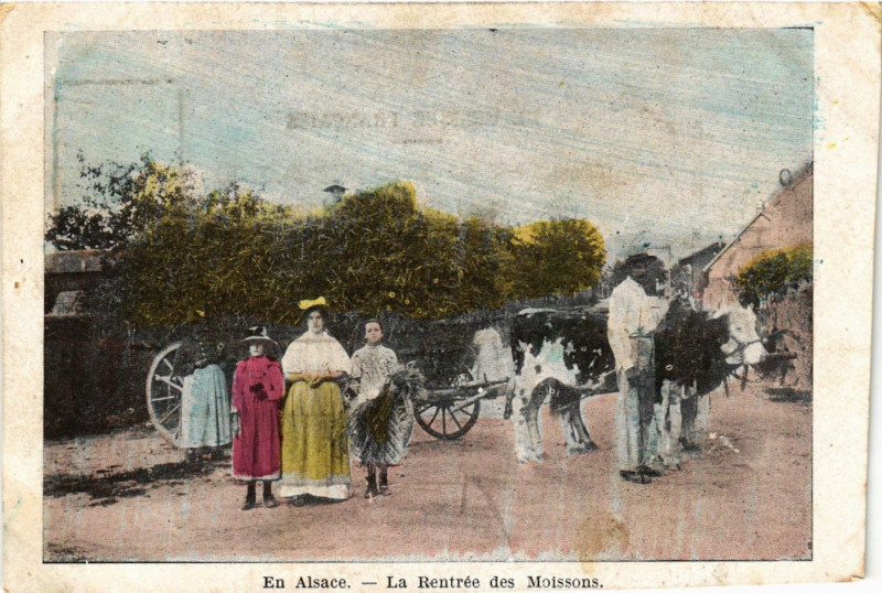 Carte postale ancienne En Alsace - La Rentrée des Moissons