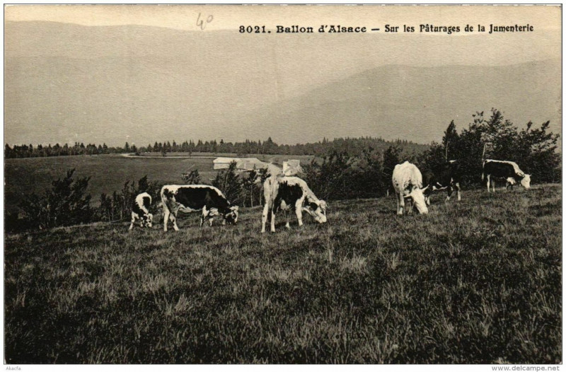 Carte postale ancienne Ballon d'Alsace Sur les Paturages de la Jumenterie