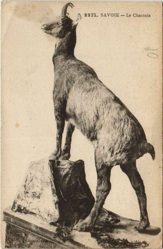 Carte postale ancienne Savoie - La Chamonis