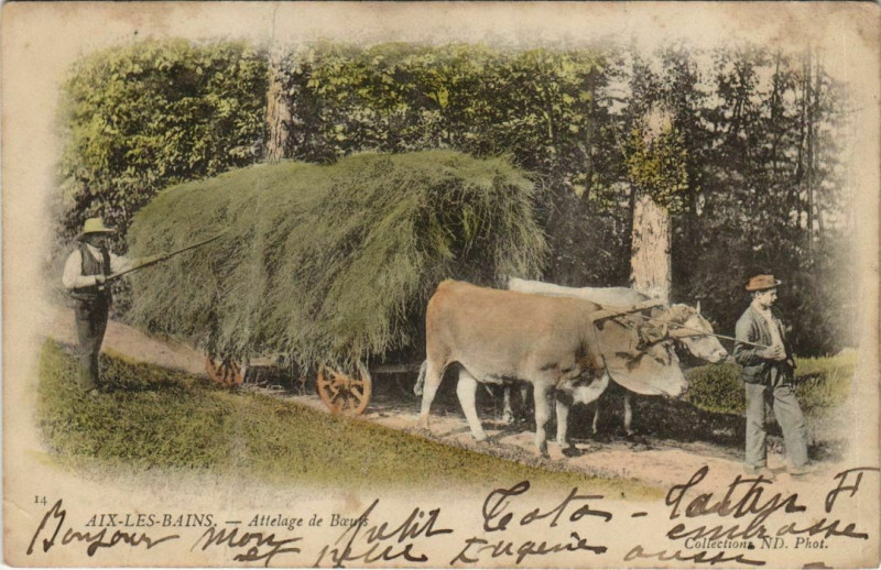 Carte postale ancienne Aix-les-Bains Attelage de Boeufs à Aix-les-Bains
