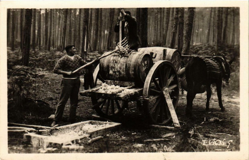 Carte postale ancienne Au Pays Landais Ramassage de la gemme Folklore