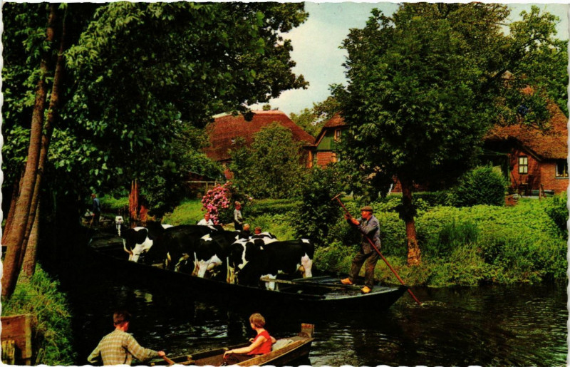 Carte postale ancienne Boat Carrying Cows - Netherlands - 1960's Ships