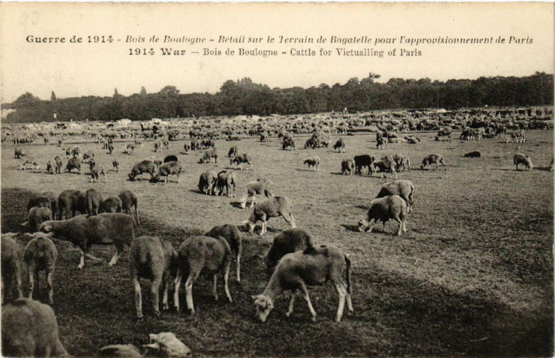 Carte postale ancienne Bois de Boulogne - Bétail sur le Terrain de Bagatelle pour l'approvisionnement de Paris à Paris 16e
