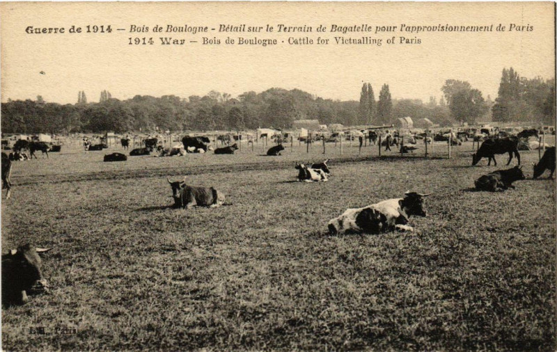 Carte postale ancienne Bois de Boulogne - Bétail sur le Terrain de Bagatelle pour l'approvisionnement de Paris à Paris 16e