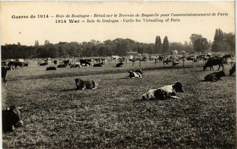Carte postale ancienne Bois de Boulogne - Bétail sur le Terrain de Bagatelle pour l'approvisionnement de Paris à Paris 16e