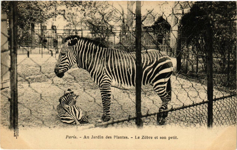 Carte postale ancienne Paris 5e Au Jardin des Plantes. Le Zebre et son petit à Paris 5e