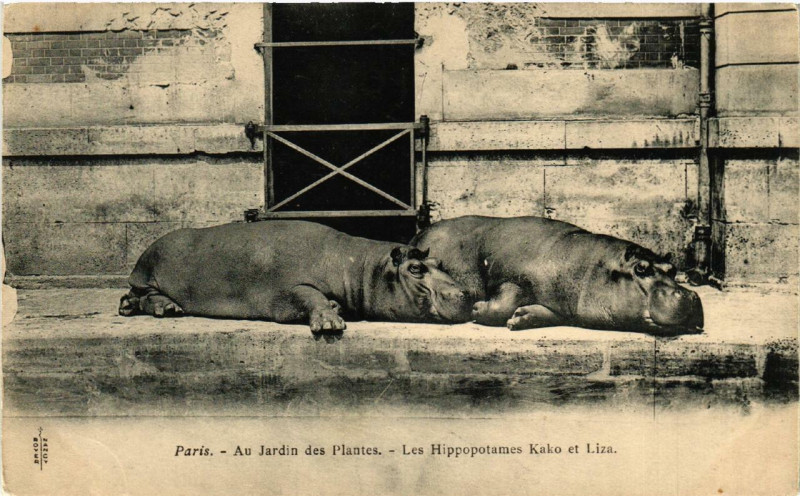 Carte postale ancienne Paris 5e Au Jardin des Plantes. Le Hippopotames Kako et Liza à Paris 5e