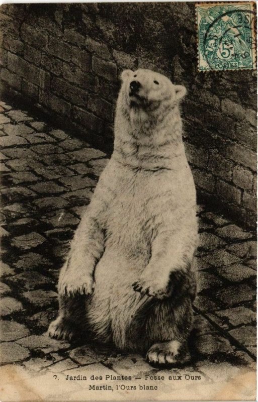 Carte postale ancienne Paris 5e Jardin des Plantes. Martin l'Ours blanc à Paris 5e