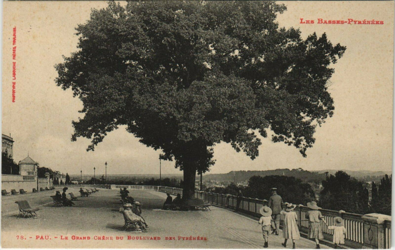 Carte postale ancienne Pau Le Grand Chene du Boulevard des Pyrenees à Pau