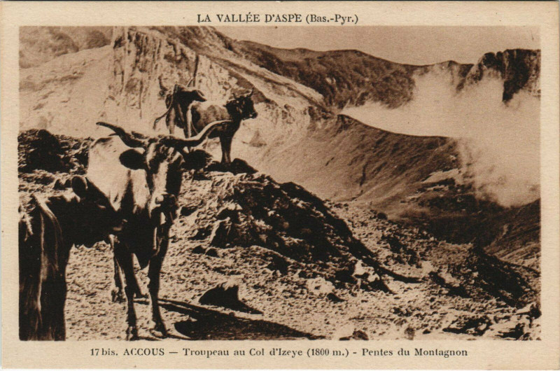 Carte postale ancienne Accous Troupeau au Col d'Izeye - Pentes du Montagnon à Accous