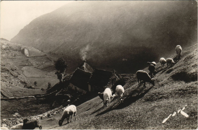 Carte postale ancienne Terroir Pyreneen - Paturage