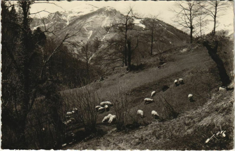 Carte postale ancienne Eaux-Bonnes Paturages s la Montagne France à Eaux-Bonnes