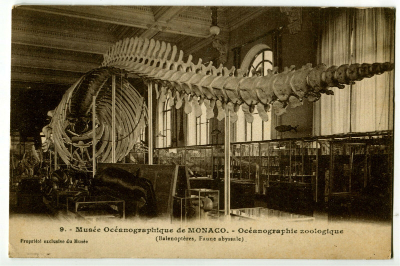 Carte postale ancienne 06 Alpes-maritimes monaco oceanographic museum zoological