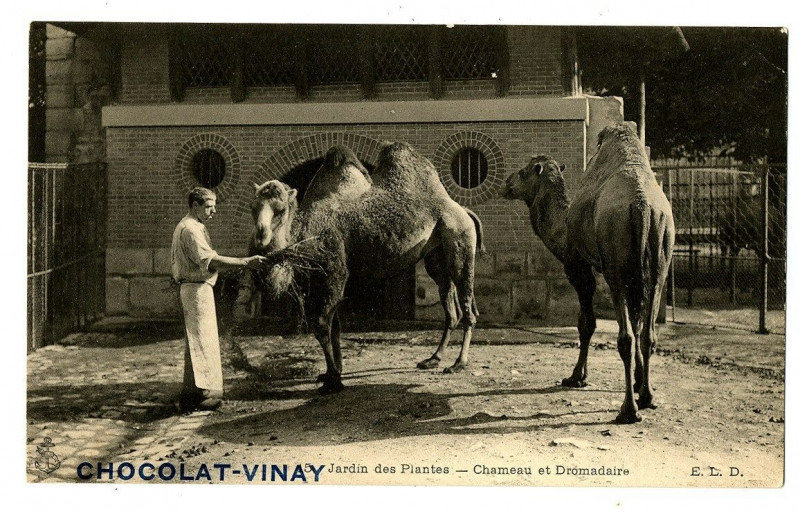 Carte postale ancienne Advertising chocolate vinay le jardin des plantes animated animals