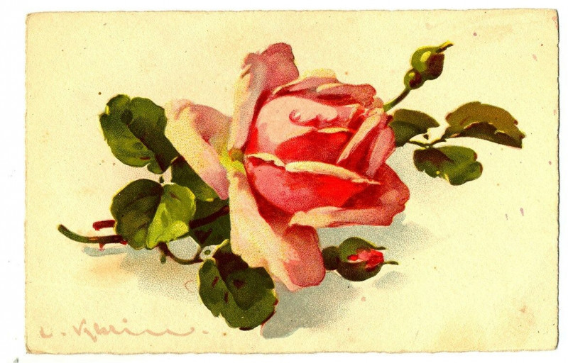 Carte postale ancienne Fantaisie pink flowers illustration C. klein fantasy postcard