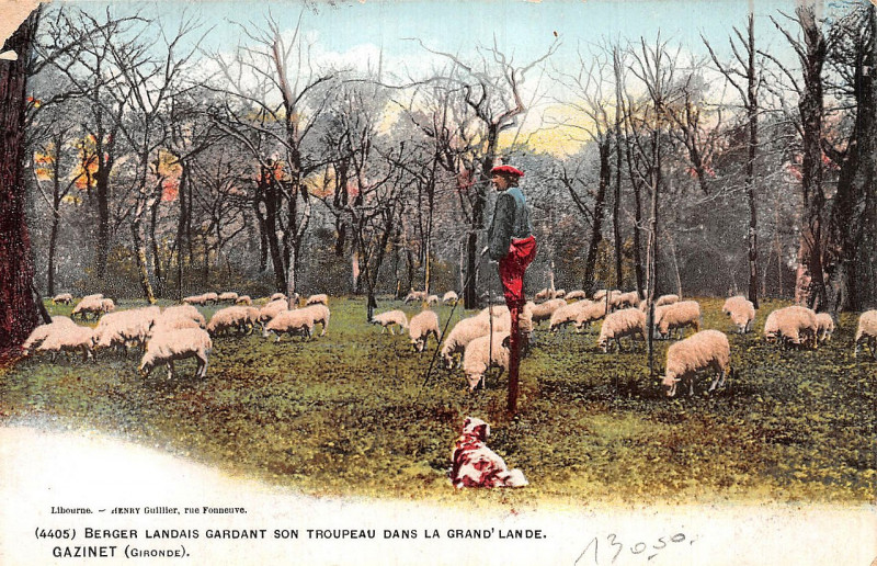 Carte postale ancienne Gazinet - Troupeau de moutons et berger