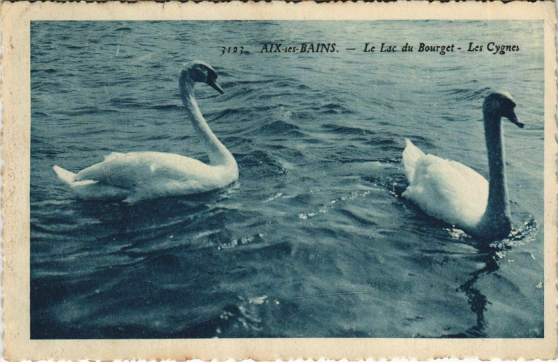 Carte postale ancienne Aix-les-Bains Le Lac du Bourget - Les Cygnes à Aix-les-Bains