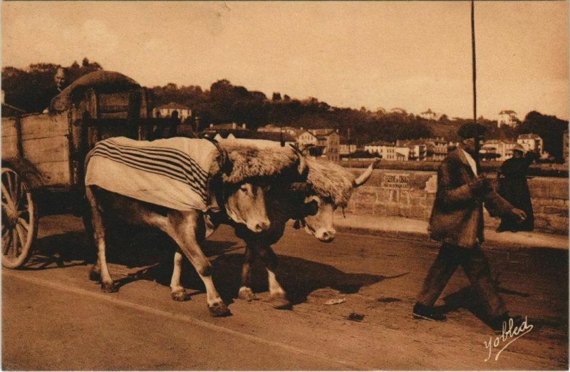 Carte postale ancienne Au Pays Basque Attelage de Boeufs France