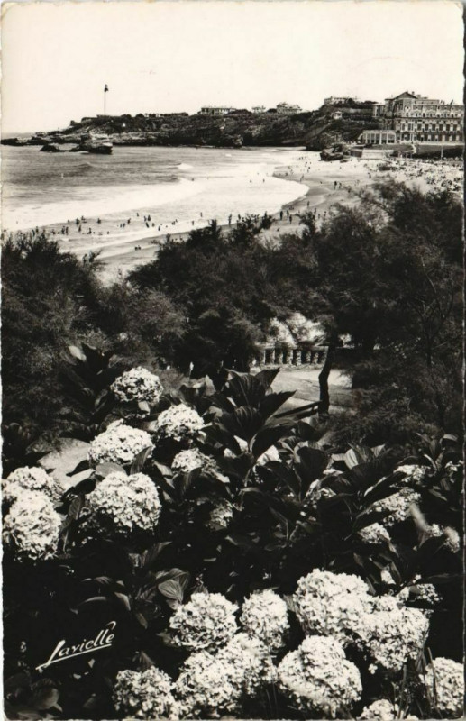 Carte postale ancienne Biarritz Les Hortensias et vue sur le Palais et le Phare France à Biarritz