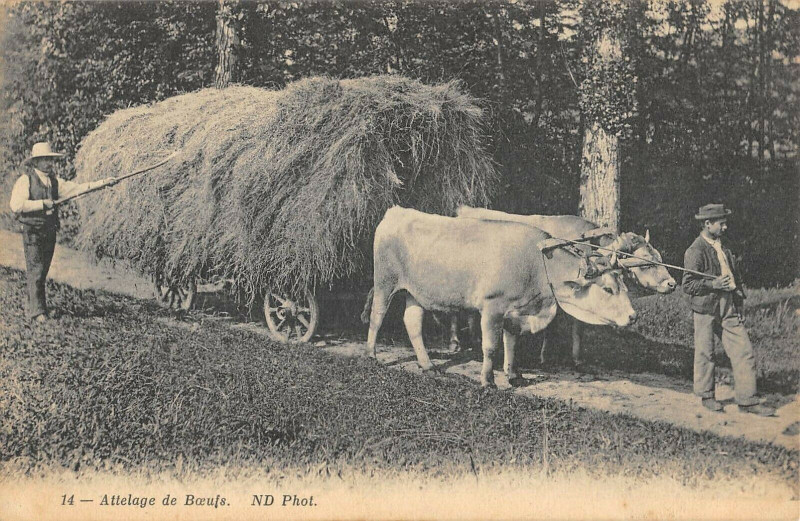 Carte postale ancienne Aix Les Bains Attelage De Boeufs à Aix-les-Bains