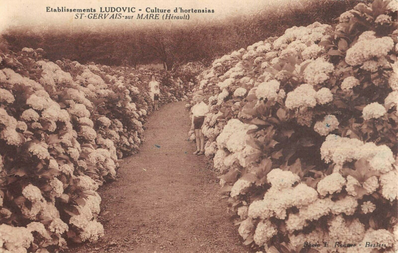 Carte postale ancienne Saint Gervais Sur Mare Culture D'Hortensias Etablissements Ludovic à Saint-Gervais-sur-Mare