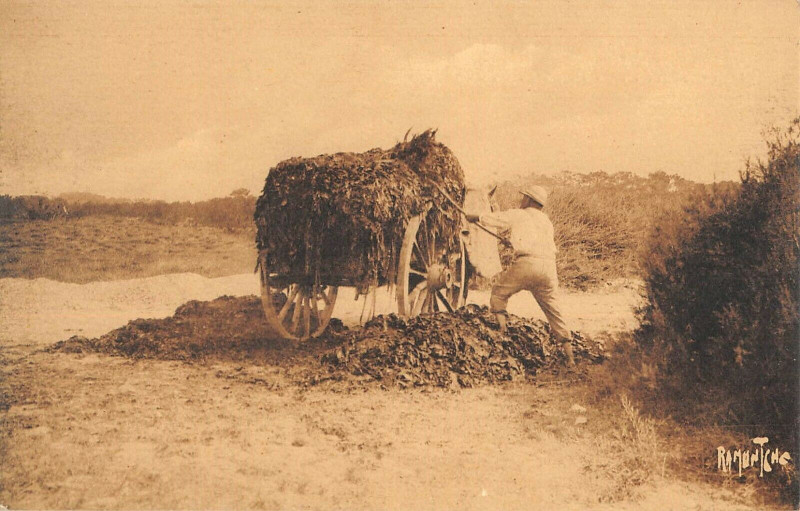 Carte postale ancienne Chargement Du Varech Ramasse A La Cote
