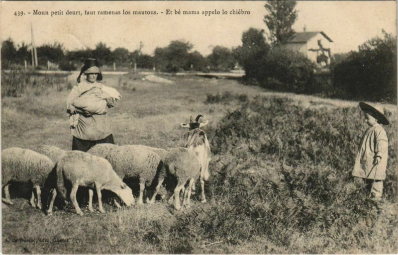 Carte postale ancienne Lambs on a Field - Types