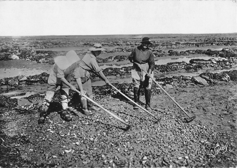 Carte postale ancienne Parcs A Huitres Le Grattage Des Huitres Certainement Arcachon à Arcachon