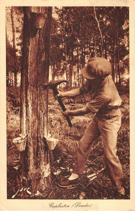 Carte postale ancienne Capbreton La Saignee De L'Arbre D'Or à Capbreton