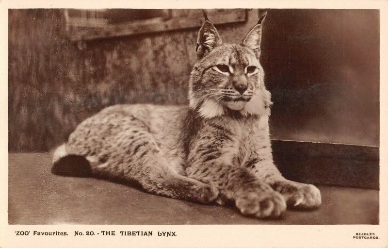 Carte postale ancienne Animaux The Tibetan Lynx