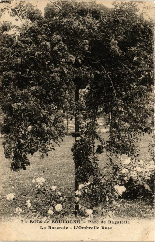 Carte postale ancienne Bois Boulogne - Parc de Bagatelle - La Roseraie - L'Ombrelle Rose à Paris