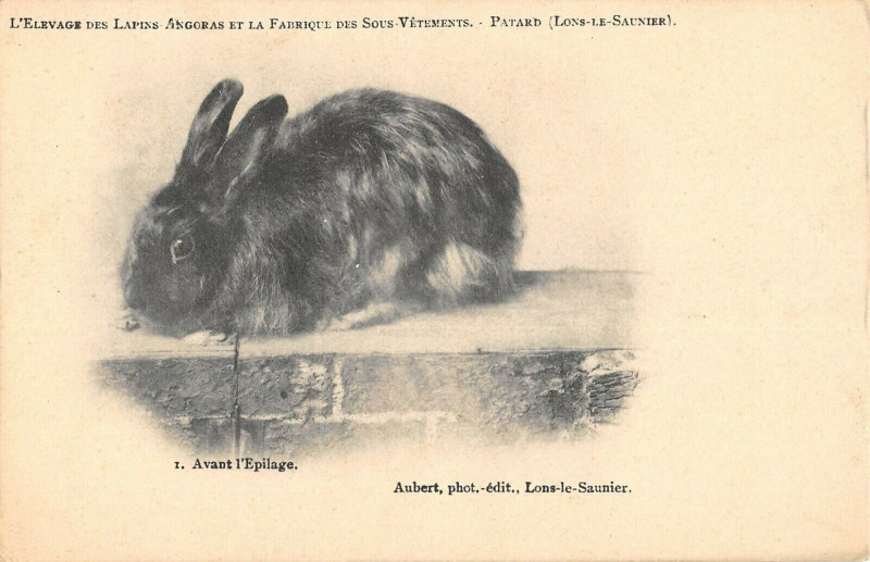 Carte postale ancienne Lons Le Saunier Elevage Des Lapins Angoras Fabrique Patard Avant Epilage à Lons-le-Saunier