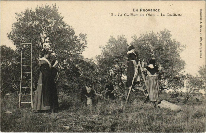 Carte postale ancienne Cueillette des Olives