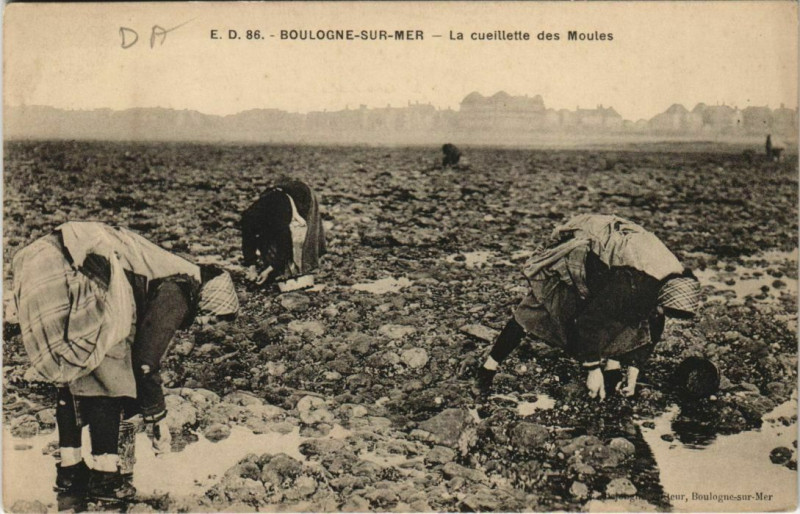 Carte postale ancienne Boulogne-Sur-Mer Cueillette des Moules à Boulogne-sur-Mer