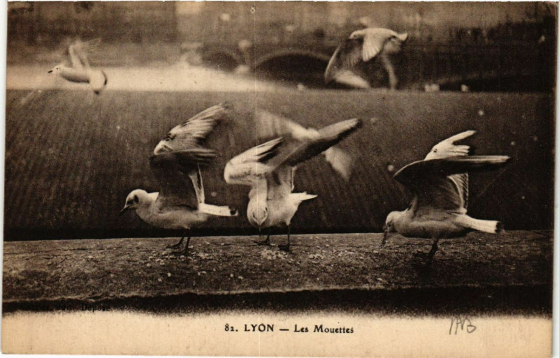 Carte postale ancienne Lyon Les Mouettes à Lyon