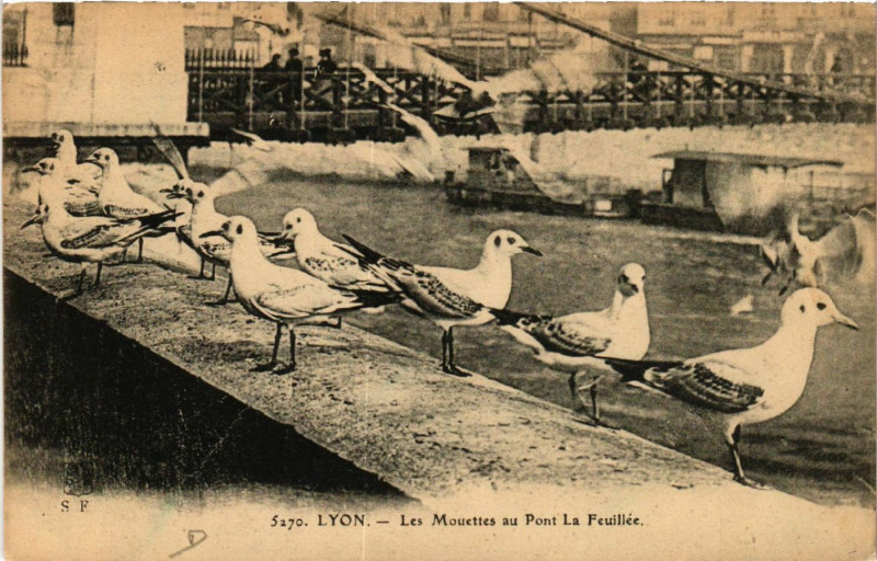Carte postale ancienne Lyon Les Mouettes au Pont La Feuillee à Lyon